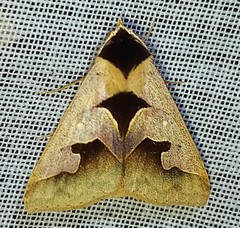 Anoba trigonoides