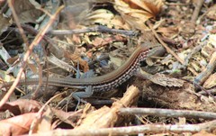 Aspidoscelis lineattissimus