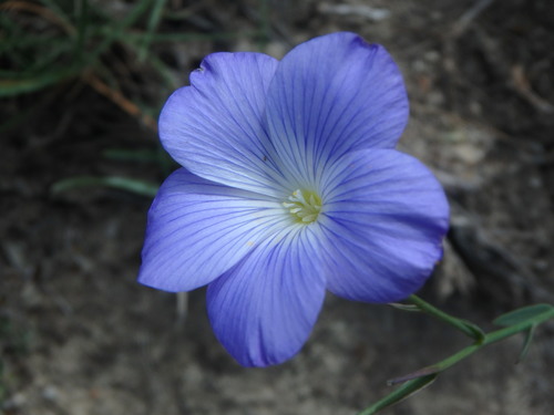 Flax (Linum narbonense)