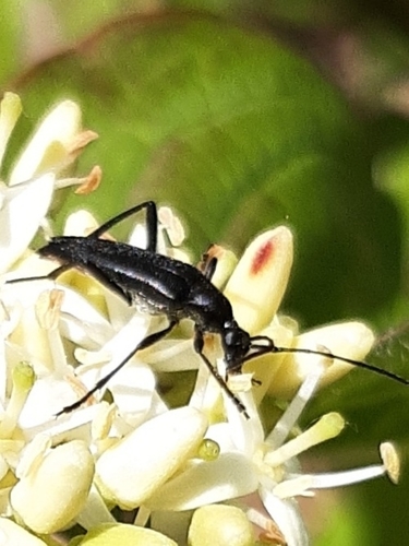 small black longhorn beetle, 6731 SN, photo 5 of 10