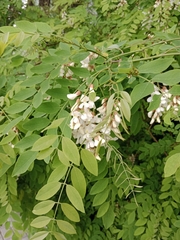 Robinia pseudoacacia