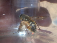 Pangonius