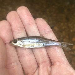 Notropis hudsonius