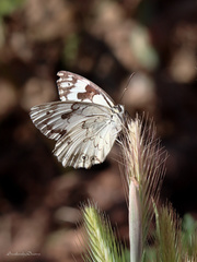 Melanargia titea
