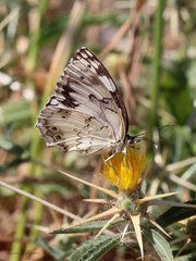 Melanargia titea