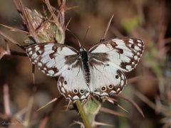 Melanargia titea