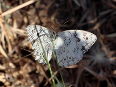 Melanargia titea