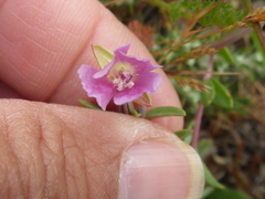 Clarkia davyi