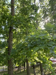 Acer platanoides