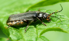 Cantharis tristis