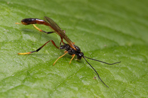 Habronyx nigricornis