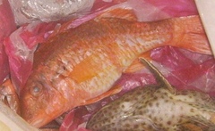 Sargocentron caudimaculatum