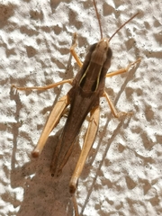 Omocestus panteli