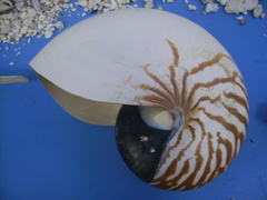 Nautilus