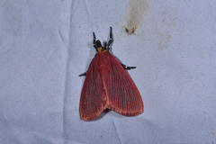 Arctioblepsis rubida