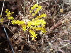 Petrosedum forsterianum
