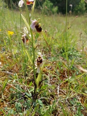 Ophrys fuciflora