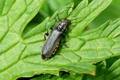 Cantharis tristis