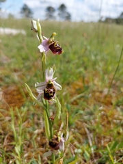 Ophrys fuciflora