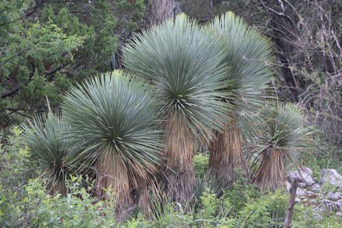 Yucca rostrata iNat (2)
