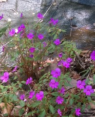 Impatiens semounensis