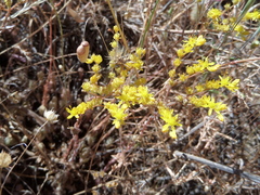 Petrosedum forsterianum