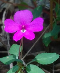Impatiens semounensis