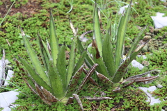 Agave albomarginata