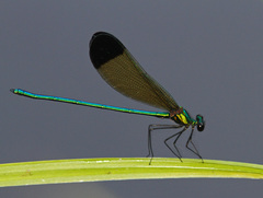 Calopteryx dimidiata