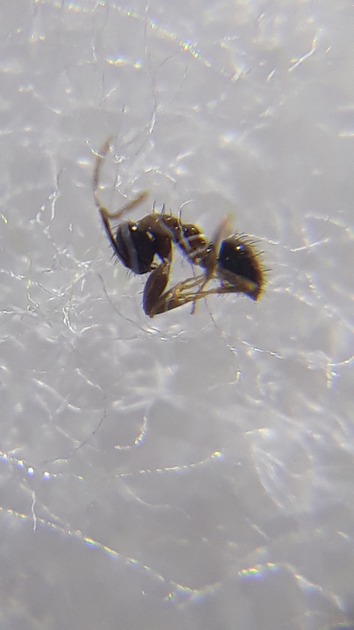 Nylanderia taylori