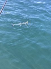 Salmo salar