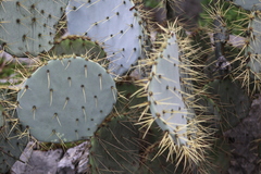 Opuntia gosseliniana