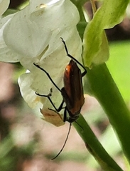 Oedemera simplex