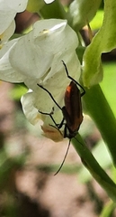 Oedemera simplex
