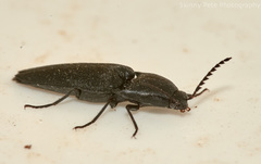 Parallelostethus attenuatus