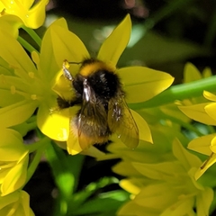 Bombus