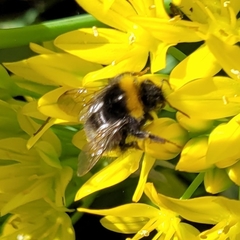 Bombus