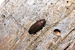 Buprestis splendens