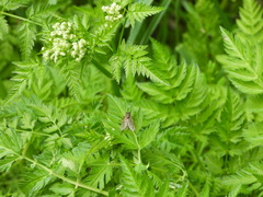 Rhagio annulatus