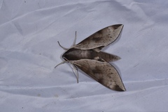 Acosmerycoides harterti