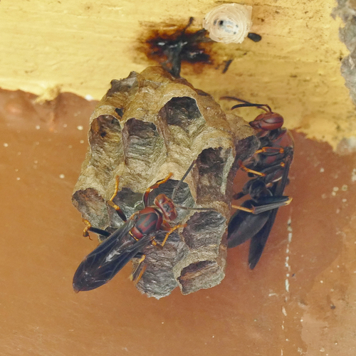 Metric Paper Wasp, photo 9 of 10