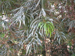 Podocarpus matudae jaliscanus