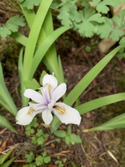 Iris tenuis