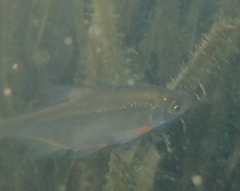 Blicca bjoerkna