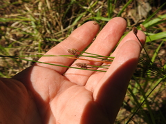 Eleocharis montevidensis