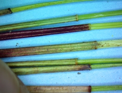 Eleocharis montevidensis