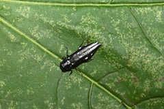Agrilus guerini