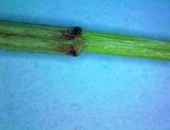 Eleocharis montevidensis