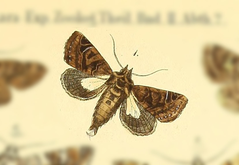 Heterochroma bellona