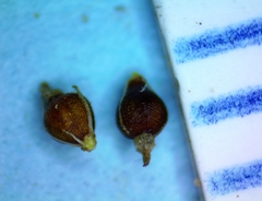 Eleocharis montevidensis